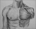 torso